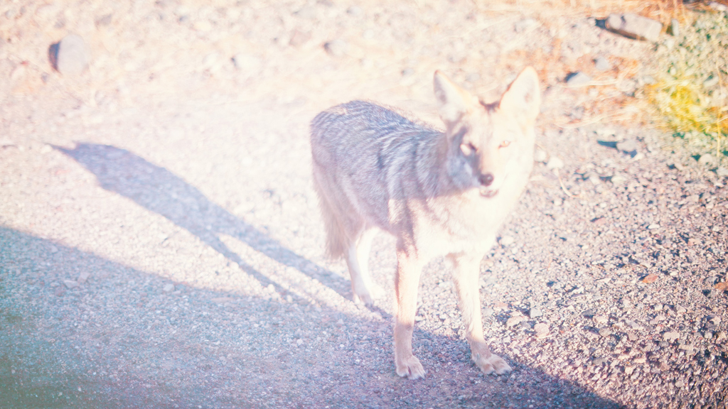 desert session photography